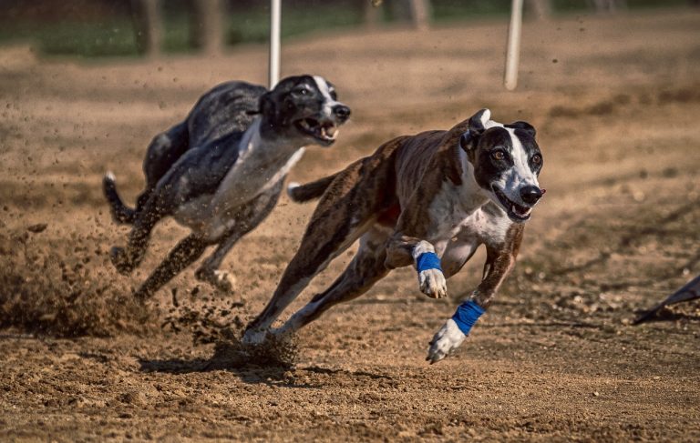 Racing Greyhound